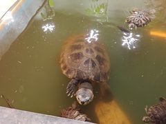 -上海大自然野生昆虫馆(东方明珠·爬宠昆虫探索中心)