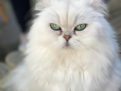 -喵屿·大理花园猫咖