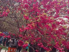 -西安青龙寺遗址景区