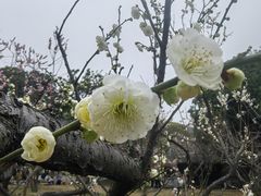-无锡梅园公园