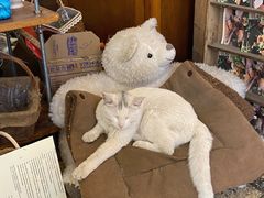 -知物癖(牛王庙店)
