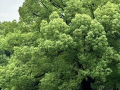 -上海共青森林公园