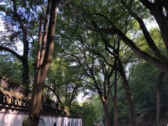 -上海佘山国家森林公园天马山园