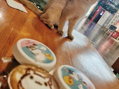 -猫小院猫主题餐厅(三里屯店)