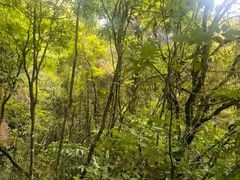 -怀托摩萤火虫洞