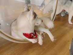 -Husky Go! 哈士奇体验馆·宠物咖啡厅狗咖