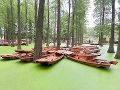 -渌洋湖湿地公园