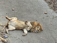 -大连森林动物园