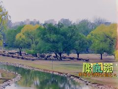 -北京麋鹿生态实验中心