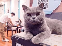 -猫小院猫主题咖啡厅(北锣店)