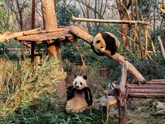 -成都大熊猫繁育研究基地