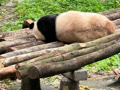 -都江堰中华大熊猫苑