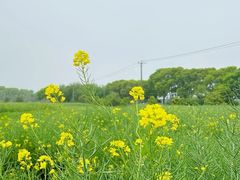 -苏州太湖西山岛开心农场