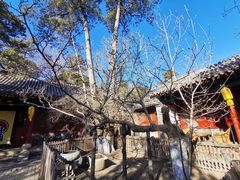 -大觉寺-停车场