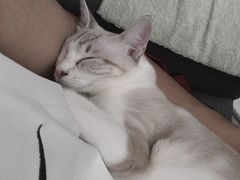 -瑞派康怡24h宠物医院·犬猫医疗中心·微创绝育(瑞景分院)