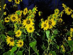 -天津东丽湖风景区