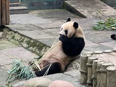 -中国大熊猫保护研究中心雅安碧峰峡基地