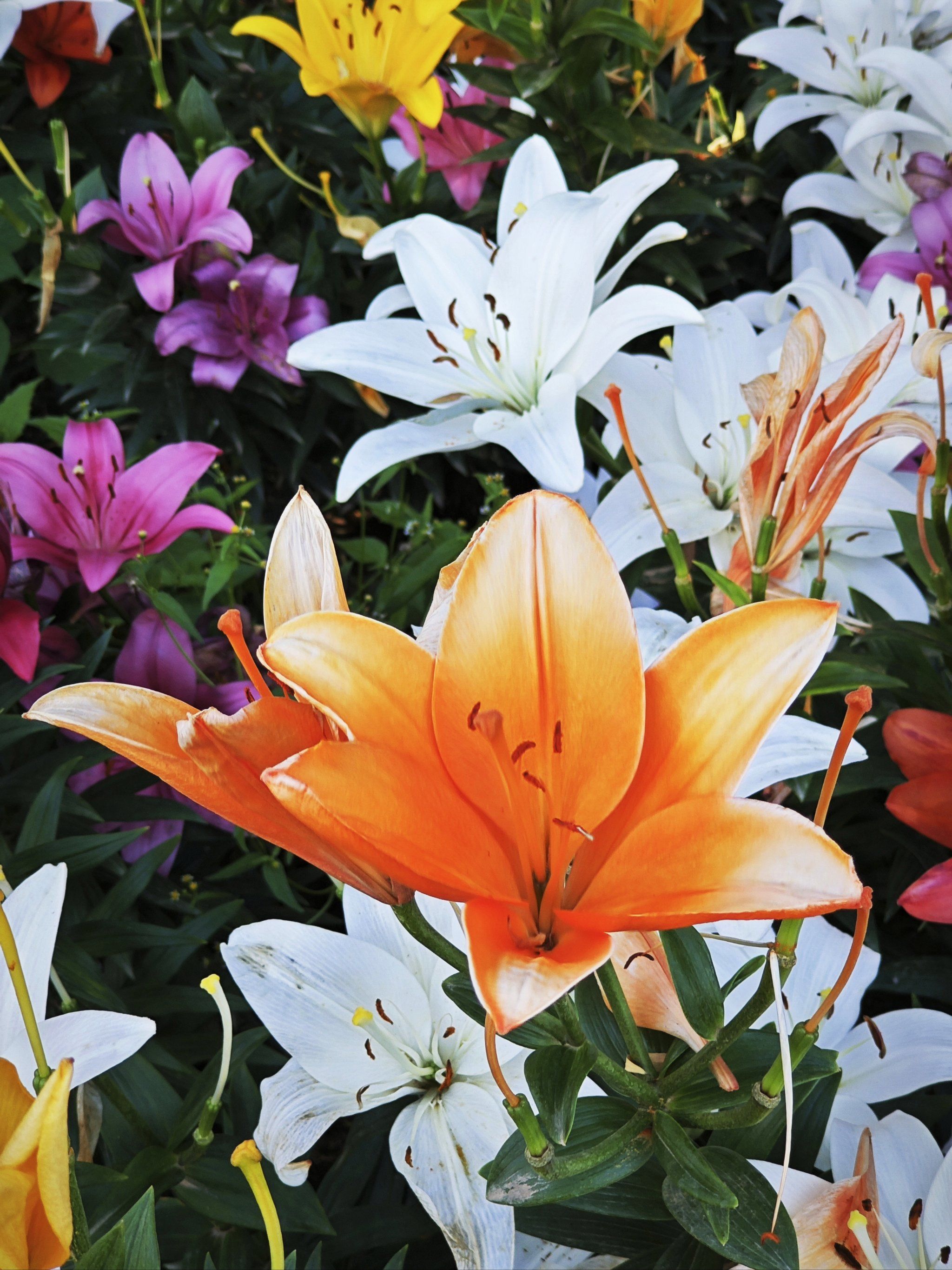 周边游|在永靖遇见百合花海