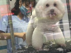 -芭比堂动物医院·24小时·眼科中心(深圳中心)