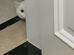 -灵美宠物诊所