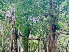 -中国科学院西双版纳热带植物园
