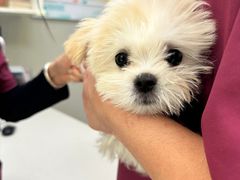 -爱侣宠医·鹦鹉专科·小型哺乳类·异宠专科(灵石路店)