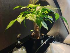 -新盈光·旗舰店(海曙苍松路店)