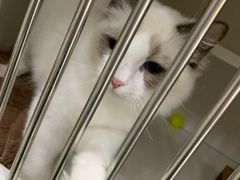 -东方名猫馆·英短金渐层布偶猫舍(环线广场1号楼店)