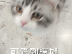 -飞行喵MR PILOT|猫舍·猫咖(静安大融城店)