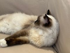 -怪兽屋·羊驼·猫咖·狗咖(俊华广场店)