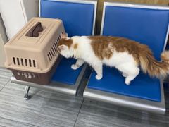 -瑞派名望志远动物医院·猫科·內科·异宠专科(直港大道店)