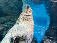 -上海海洋水族馆