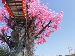 -天适樱花悠乐园