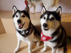 -Husky Go! 哈士奇体验馆·宠物咖啡厅狗咖