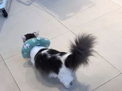 -怪兽屋·羊驼·猫咖·狗咖(俊华广场店)