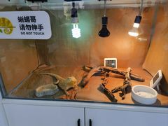 -喵园·猫主题咖啡厅·撸猫·猫咖(国贸店)