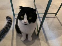 -猫儿山۰猫主题餐厅