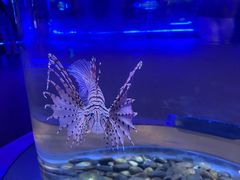 -大连圣亚海洋世界