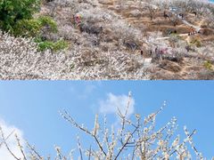 -广州市流溪河国家森林公园