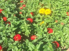 -羊亭河湿地公园