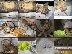 -创凡宠物医院·骨专科  猫科中心(西乡分院)