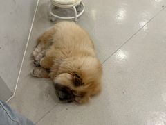 -共舞时光猫咖·狗咖(新街口店)