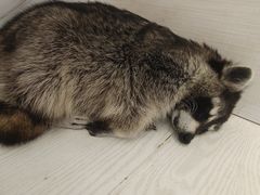 -浣熊柯尔鸭土拨鼠·电玩咖
