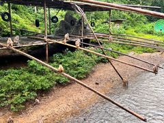 -西双版纳原始森林公园