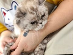 -十年猫舍·猫咪专门店(普陀店)