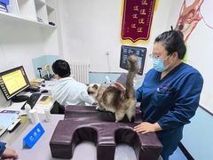 -特一安24小时宠物医院·骨科·中兽医