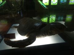 -陕西自然博物馆