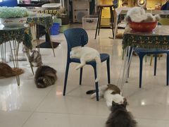 -平行世界·猫咖(首经贸店)