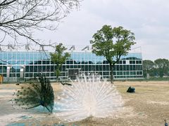 -苏州太湖西山岛开心农场