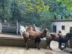 -昆明动物园